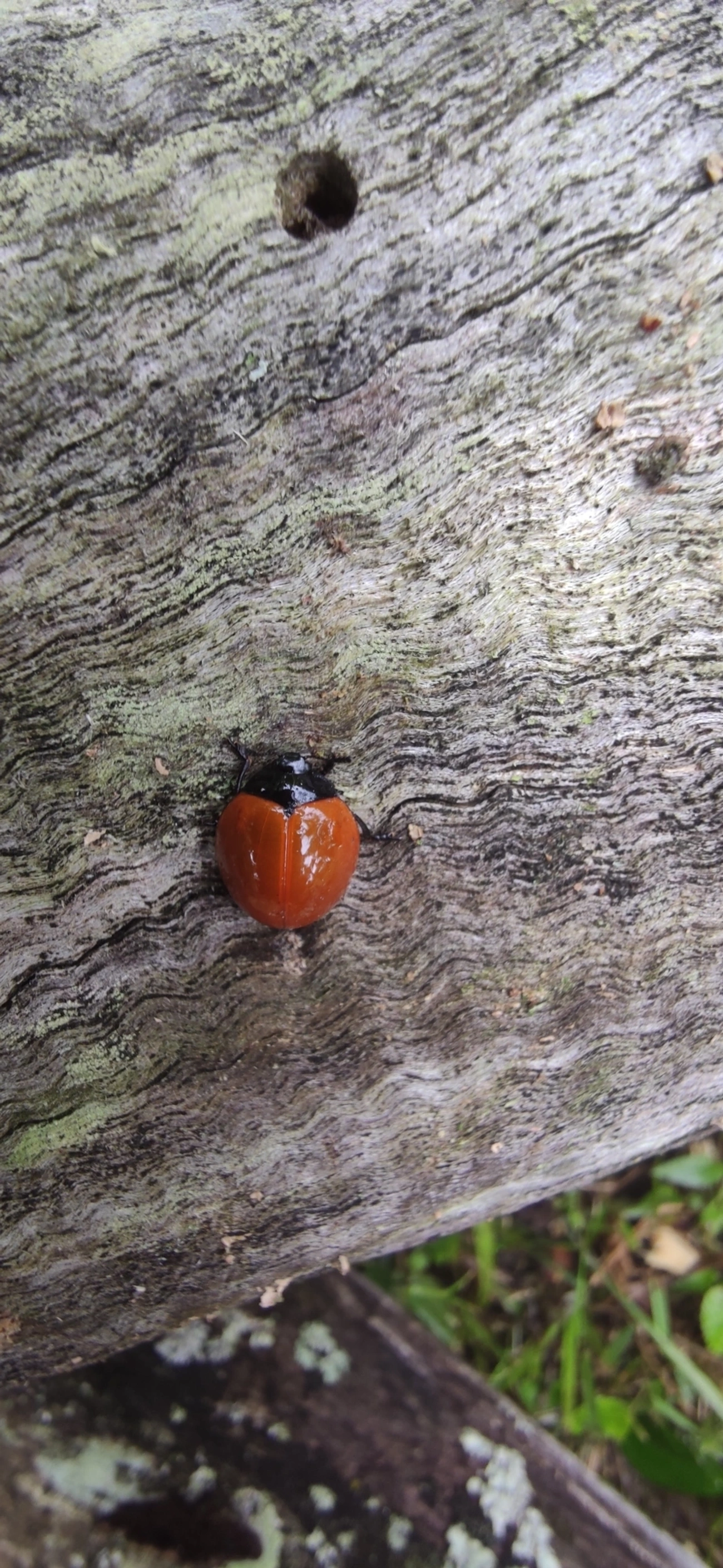 Aegithus, insetos, fotografado em Maresias, São Sebastião