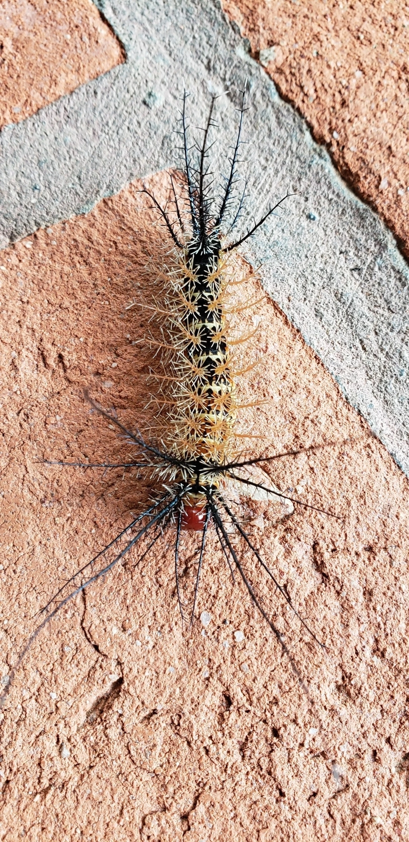 Hemileucinae, insetos, fotografado em Ubatuba