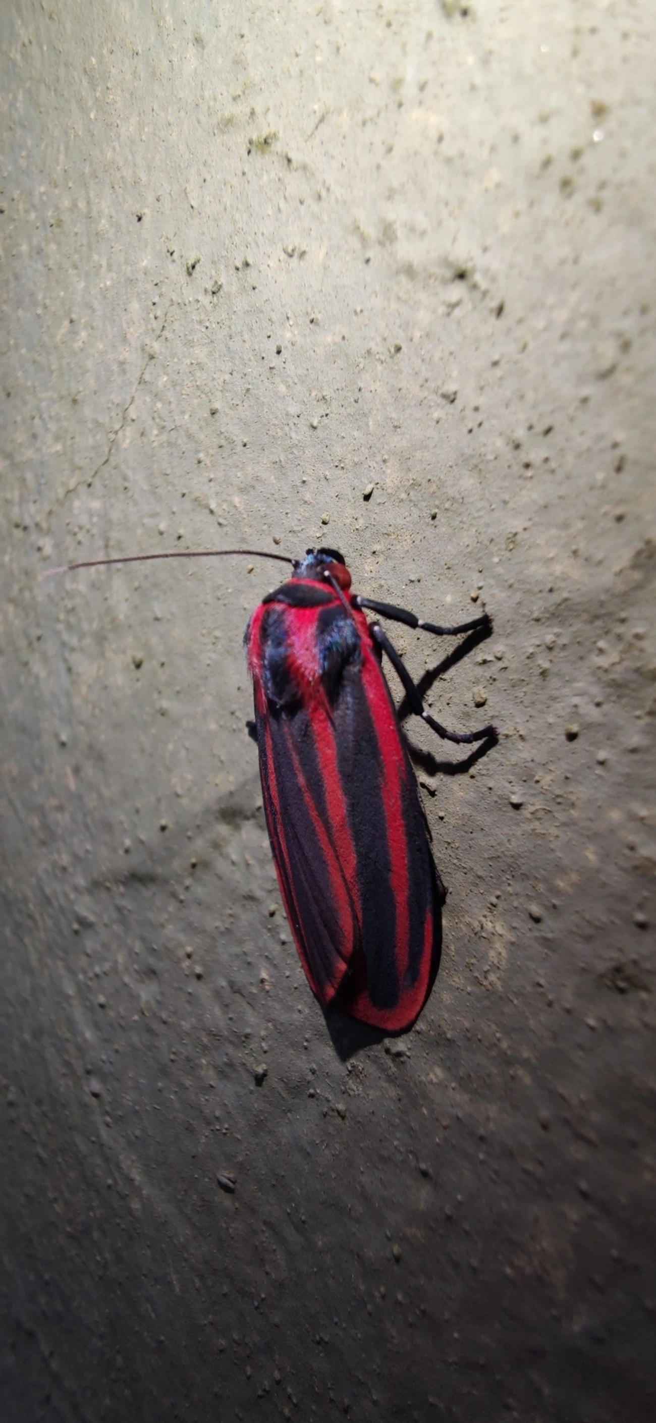 Cissura decora, insetos, fotografado em Maresias, São Sebastião