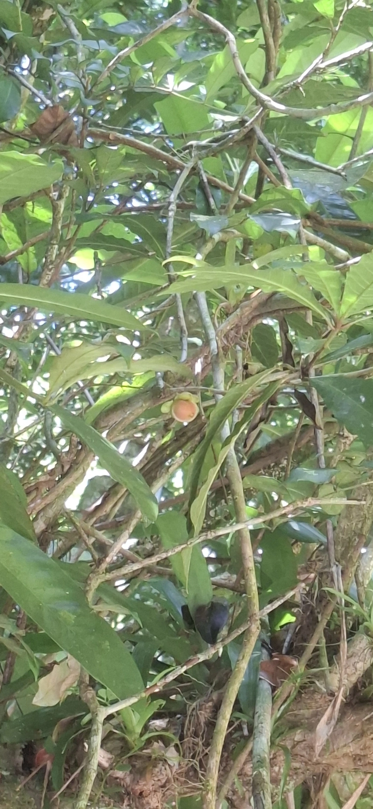 Doliocarpus, plantas, fotografado em Cachoeira das Sete Quedas Maresias, São Sebastião