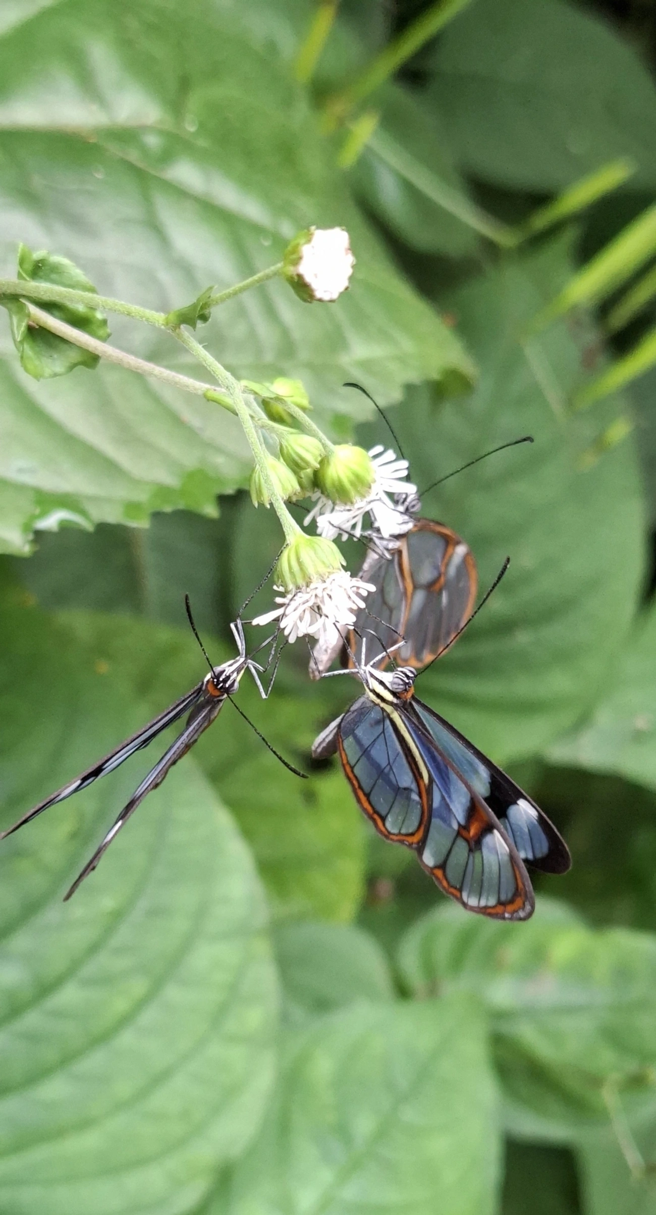 Asa-de-vidro (Ithomia drymo), insetos, fotografado em Maresias, São Sebastião