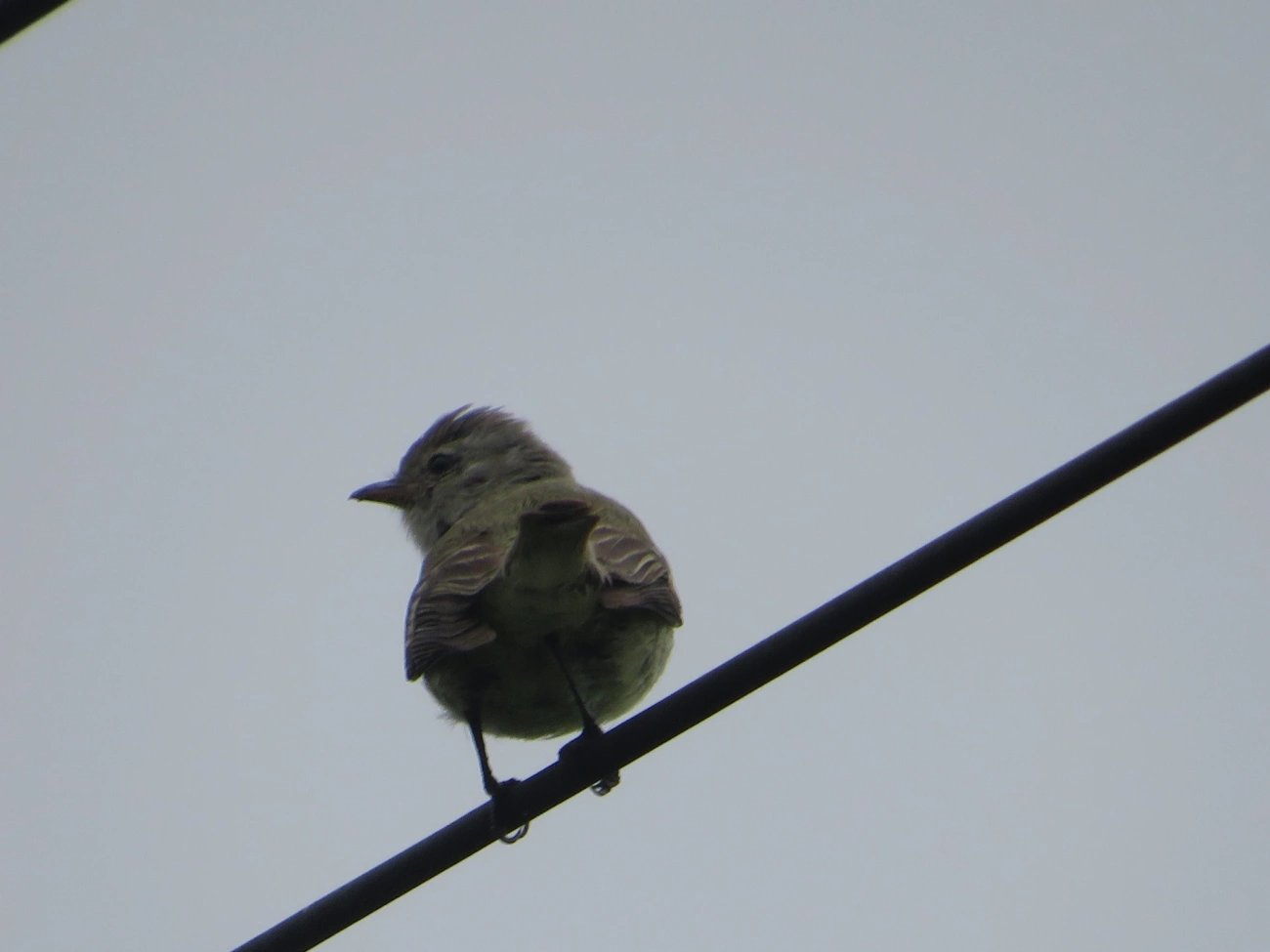 Risadinha (Camptostoma obsoletum), aves, fotografado em Maresias, São Sebastião