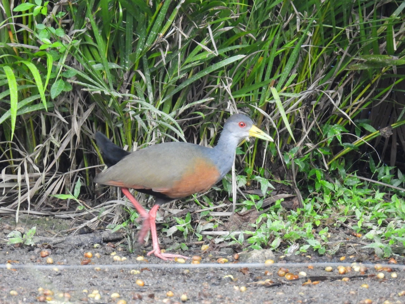 Saracura-três-potes (Aramides cajaneus), aves, fotografado em Maresias, São Sebastião