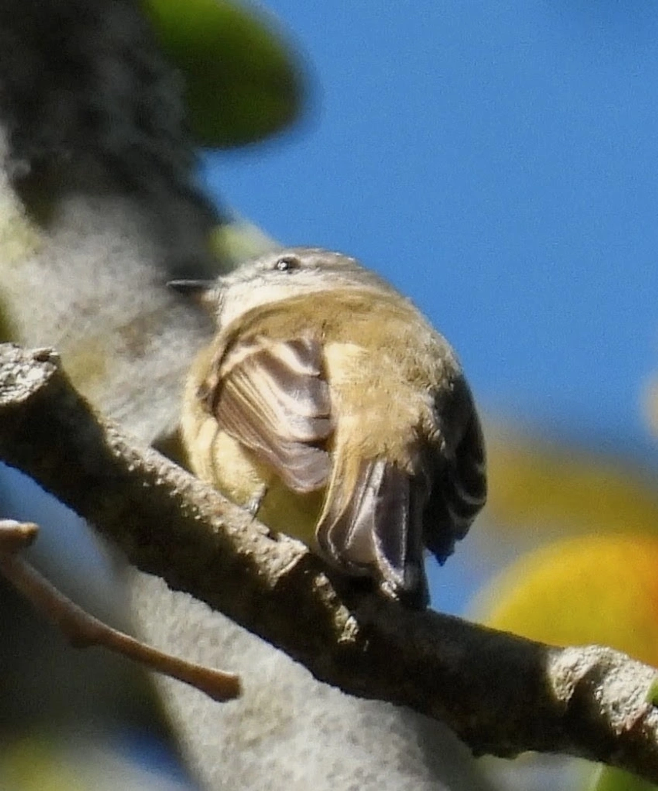 Piolhinho (Phyllomyias fasciatus), aves, fotografado em Pedra Selada