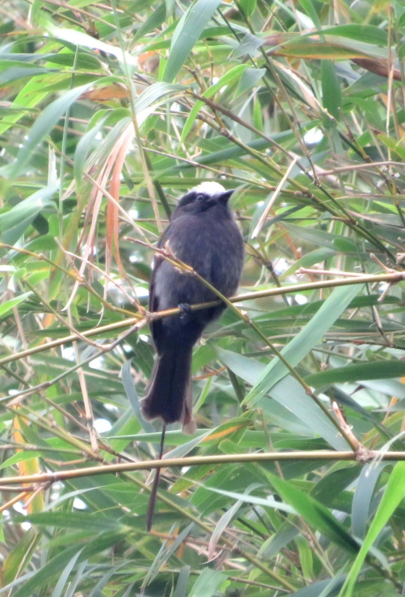 Viuvinha (Colonia colonus), aves, fotografado em Maresias, São Sebastião