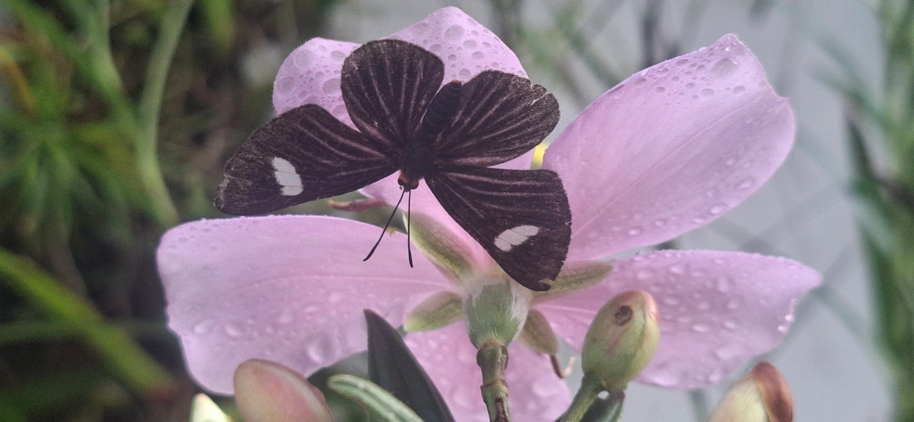 Pheles atricolor, insetos, fotografado em Maresias, São Sebastião