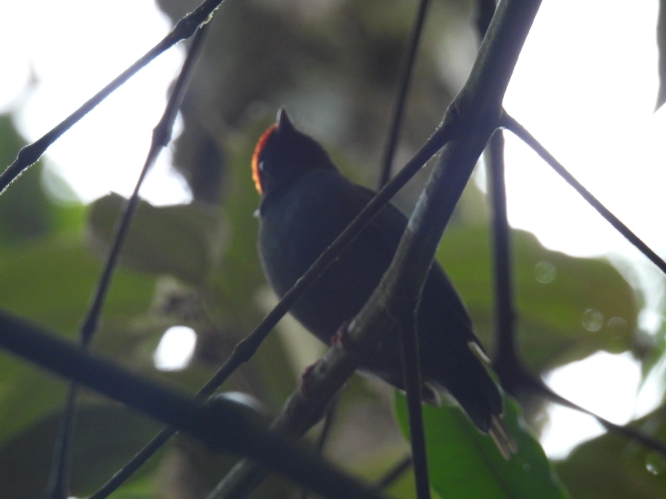 Tangará-dançarino (Chiroxiphia caudata), aves, fotografado em Serrinha do Alambari