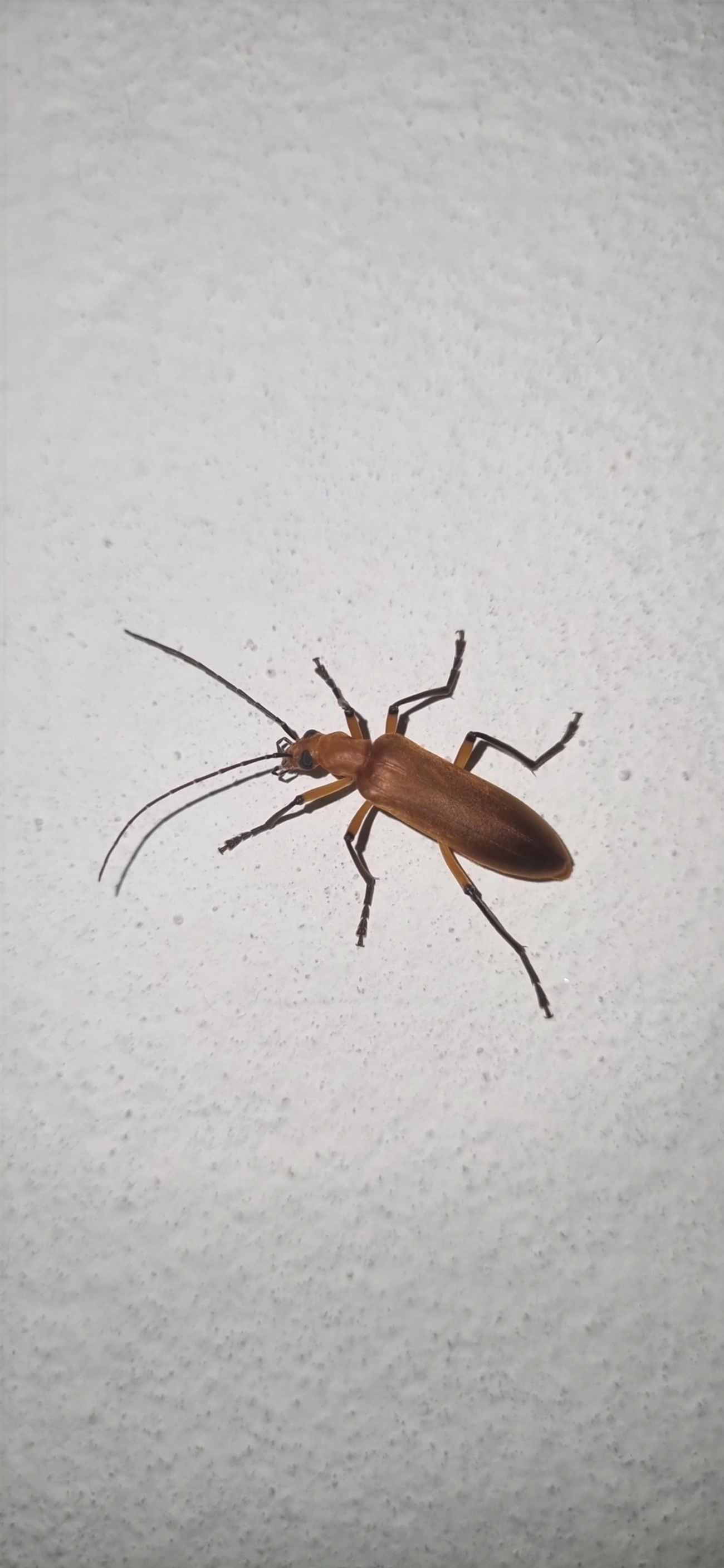 Oxacis, insetos, fotografado em Maresias, São Sebastião