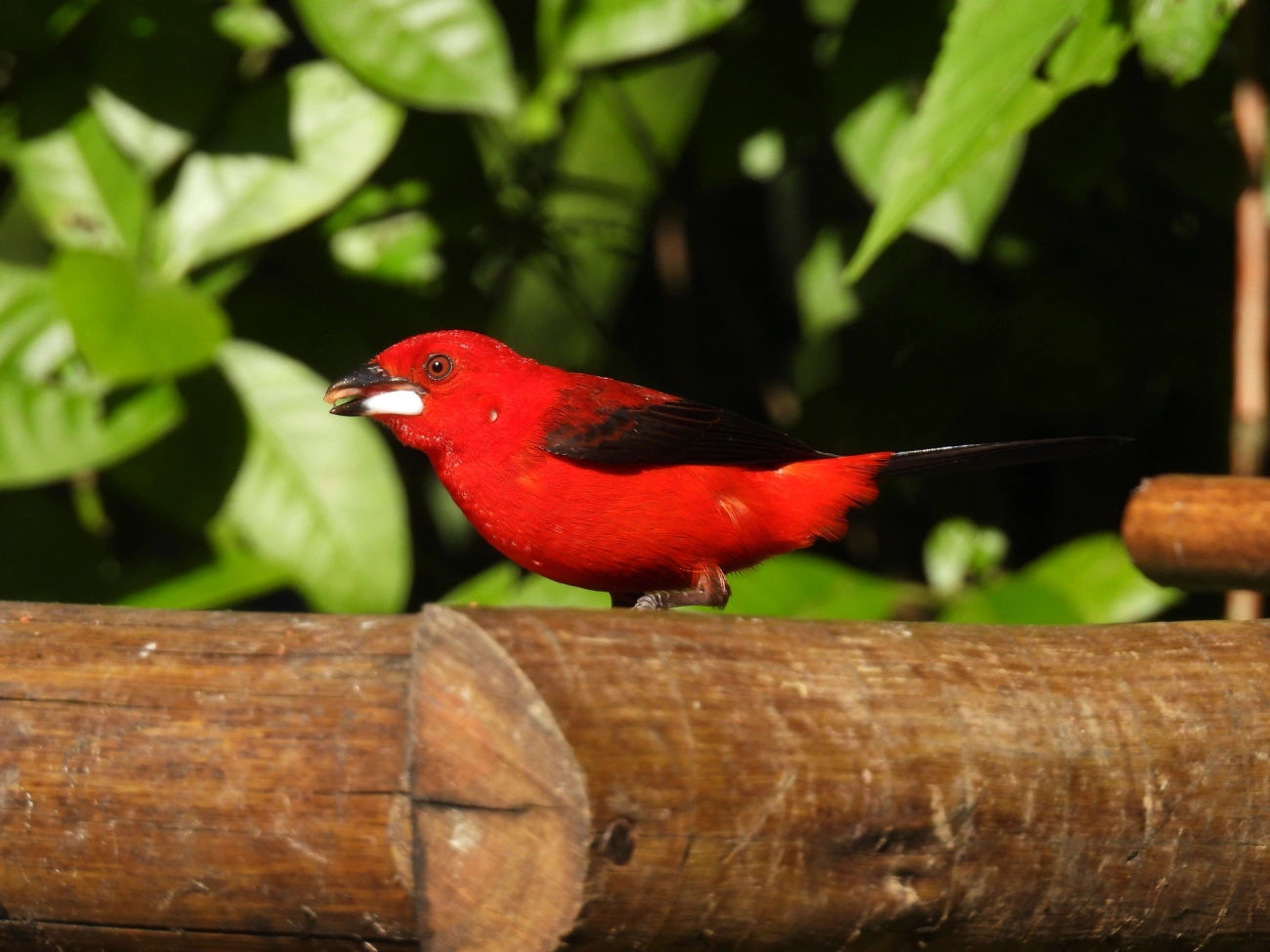 Tiê-sangue (Ramphocelus bresilius), aves, fotografado em Resende