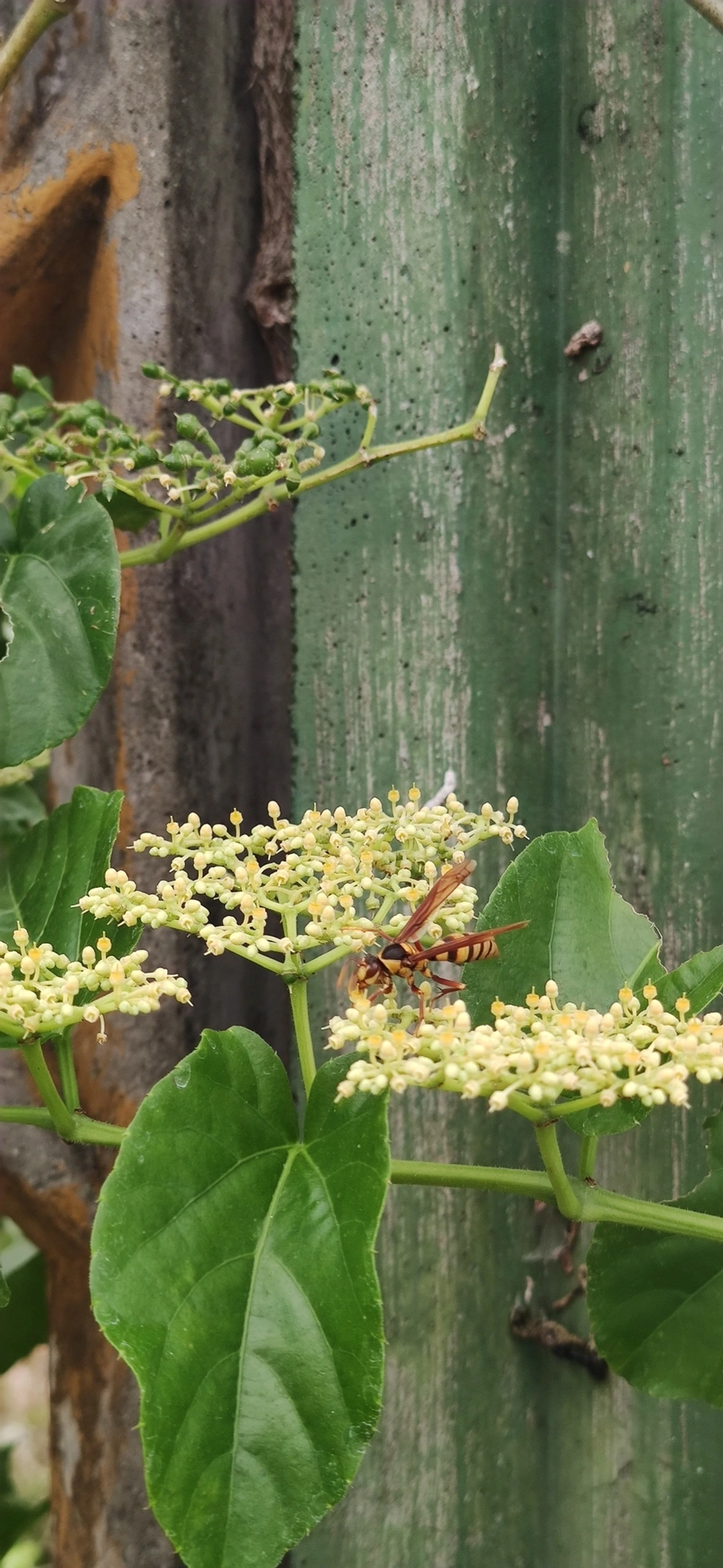 Marimbondo transformador (Polistes carnifex), insetos, fotografado em Indaiá, Caraguatatuba