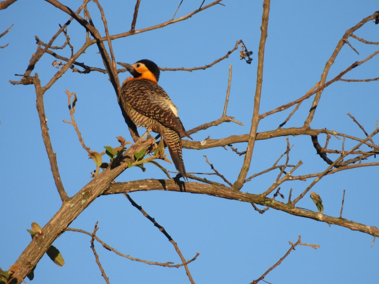 Pica-pau-do-campo (Colaptes campestris), aves, fotografado em Cunha