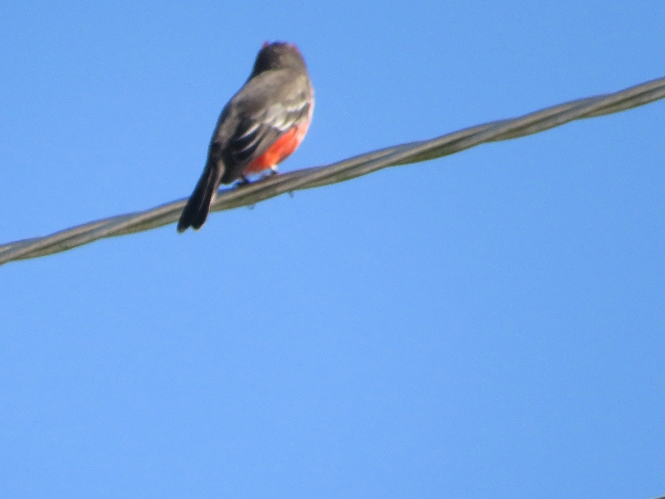 Príncipe (Pyrocephalus rubinus), aves, fotografado em Maresias, São Sebastião