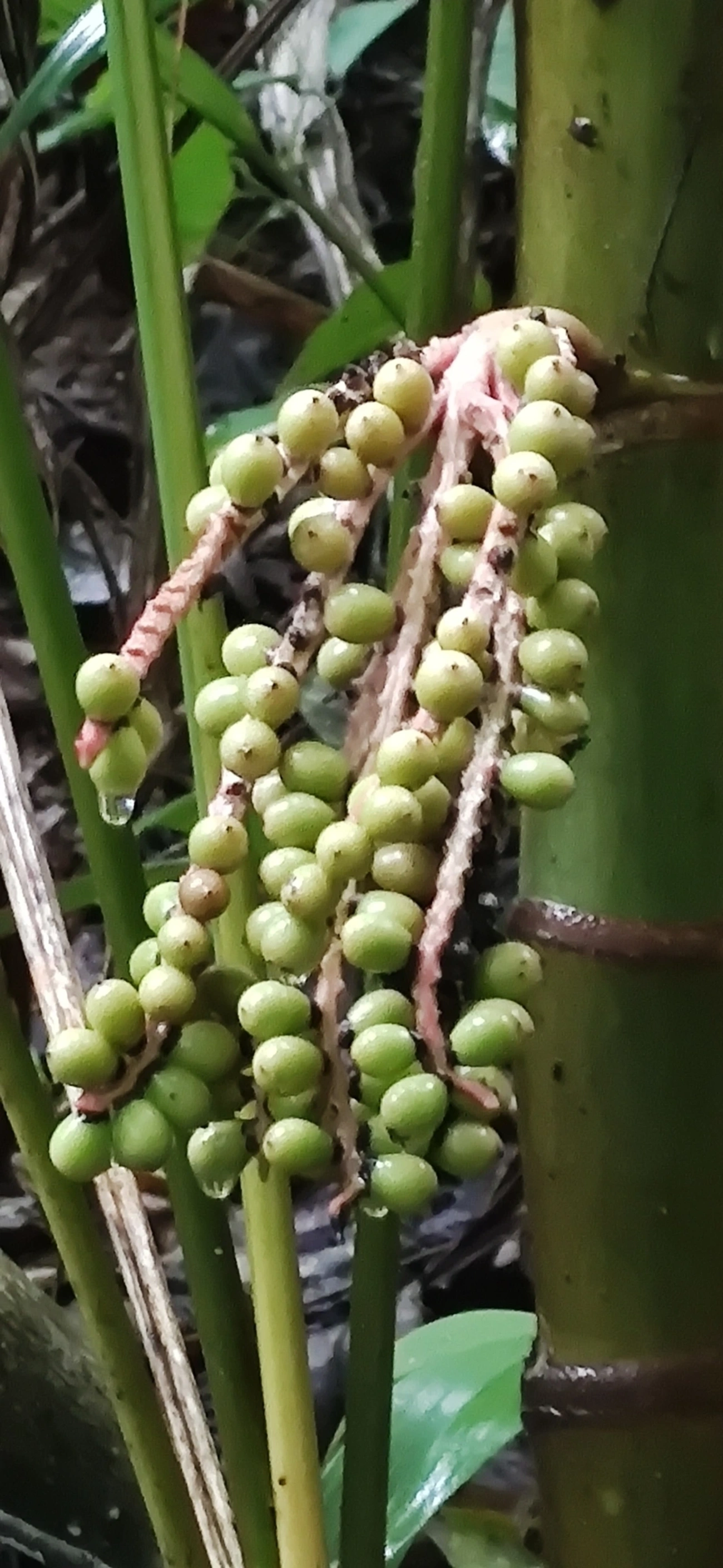 Palmeira-marfim (Pinanga coronata), plantas, fotografado em Maresias, São Sebastião
