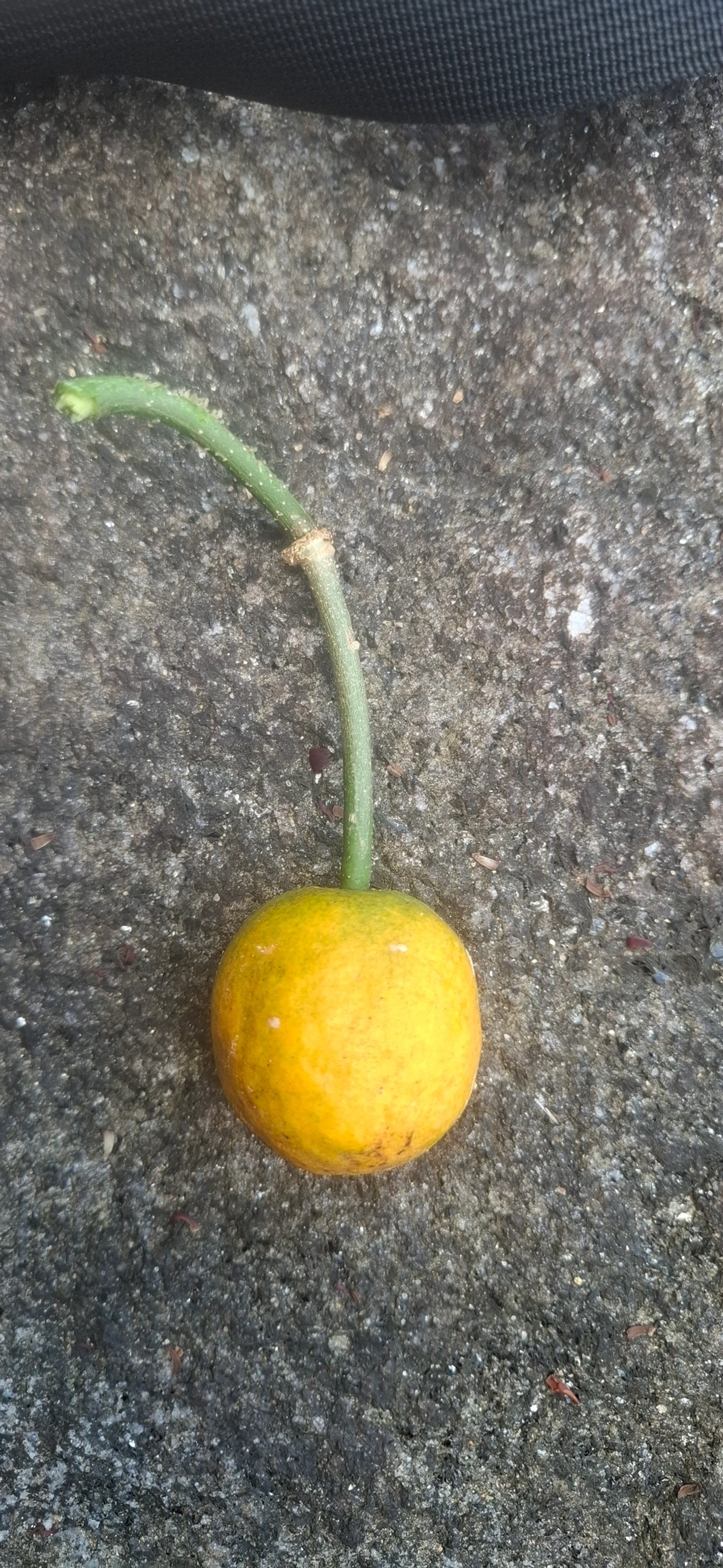 Tapiá (Crateva tapia), plantas, fotografado em Toque-Toque Pequeno, São Sebastião