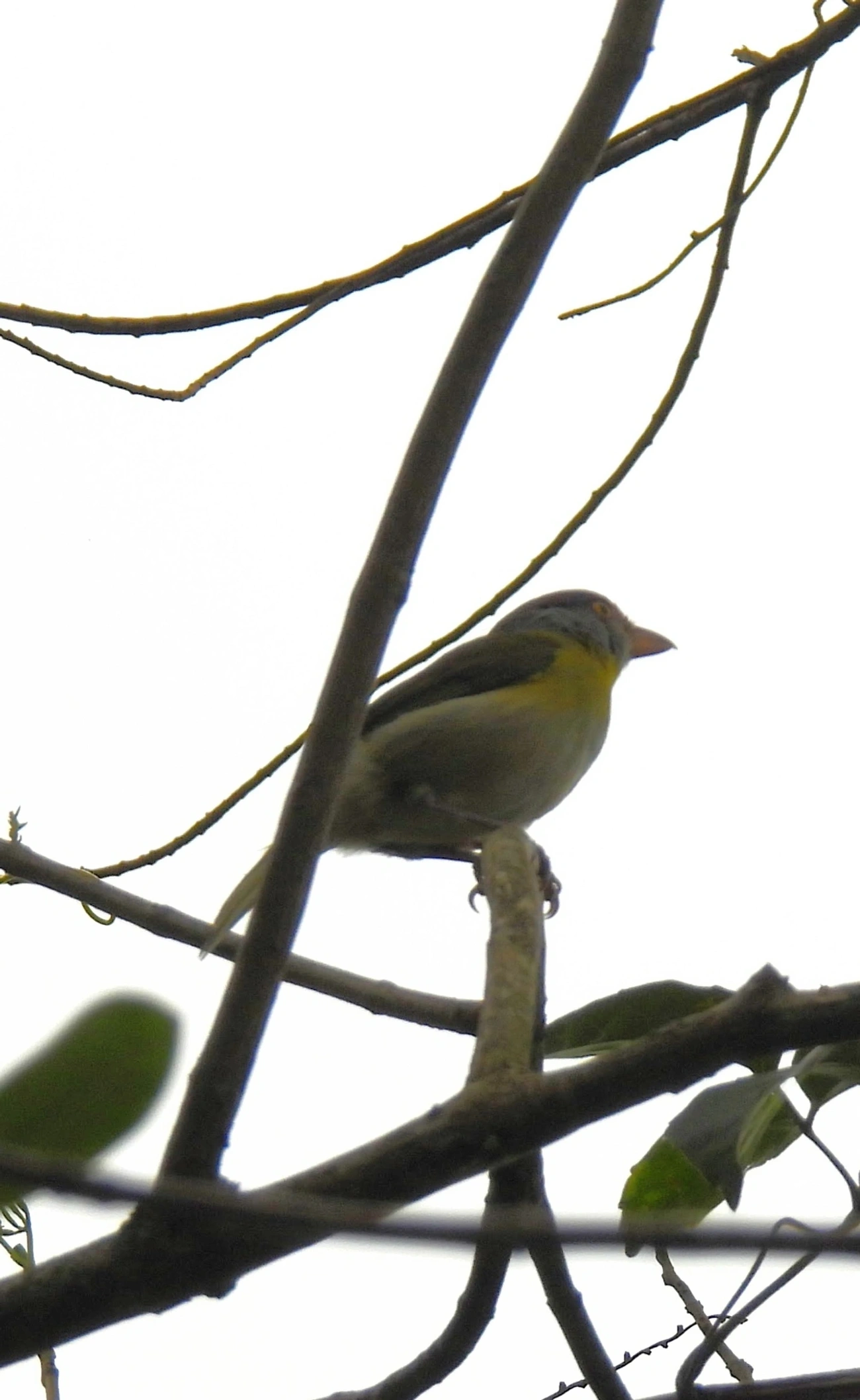 Pitiguari (Cyclarhis gujanensis), aves, fotografado em Perequê, Ilhabela