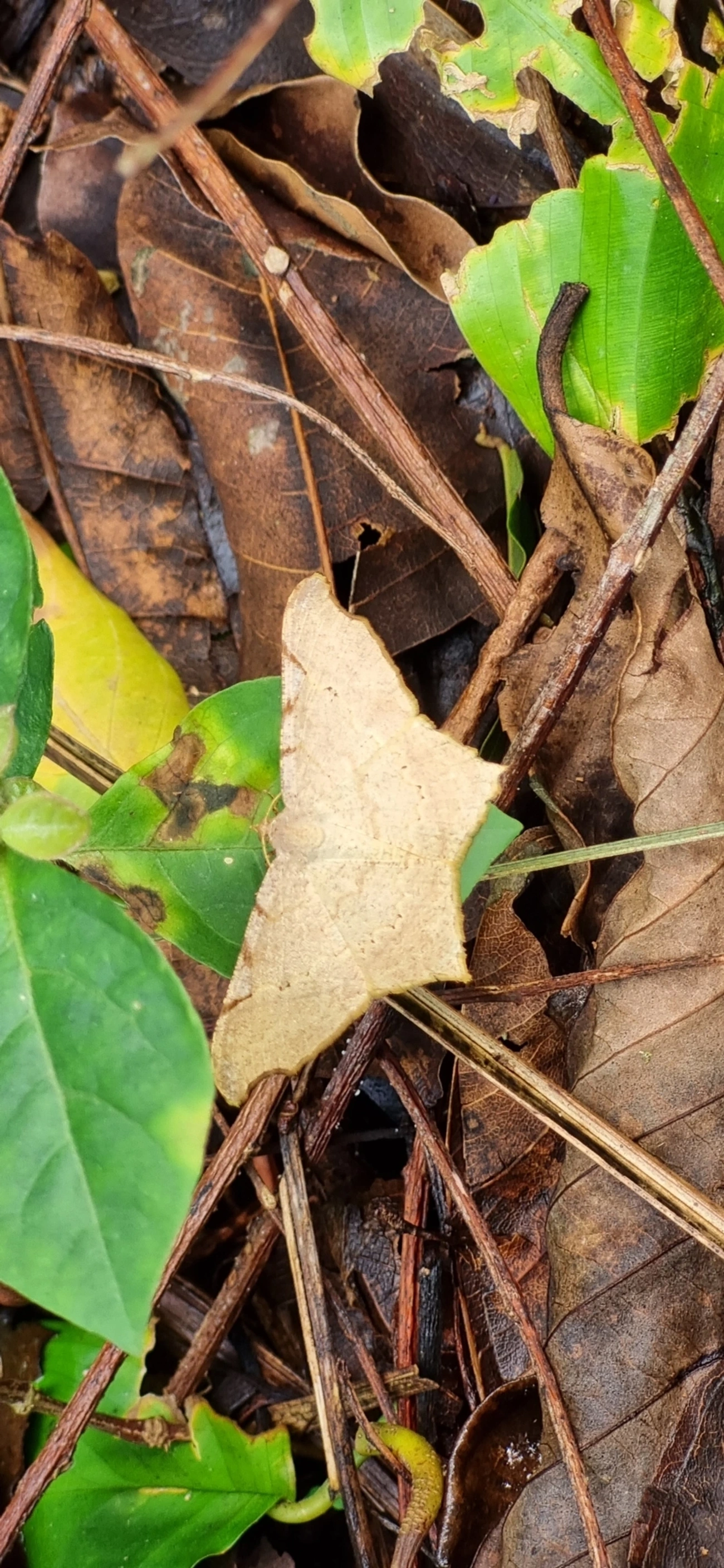 Ennominae, insetos, fotografado em Paúba, São Sebastião