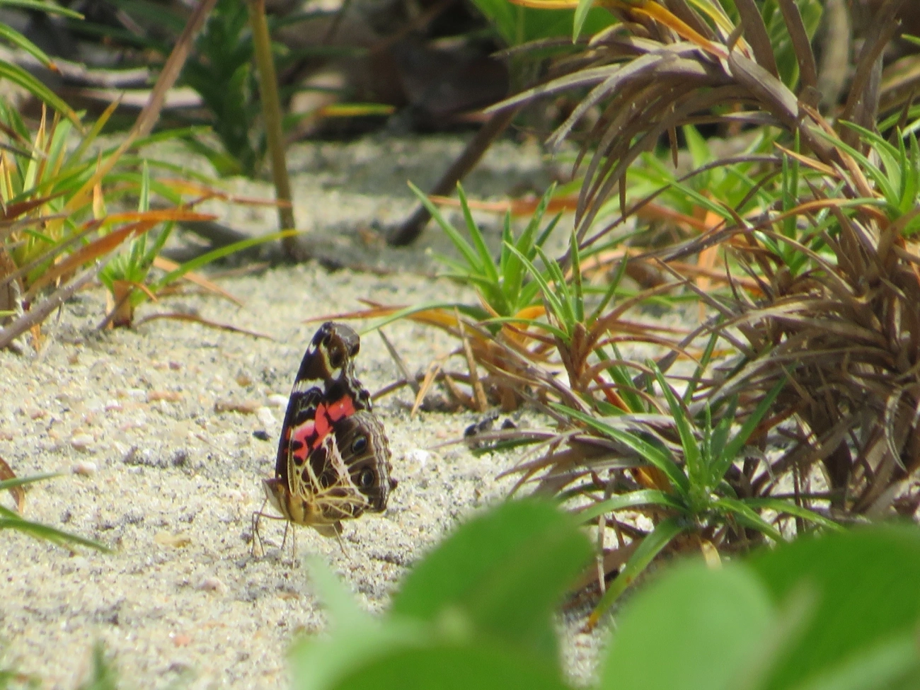Dama-bandeada (Vanessa myrinna), insetos, fotografado em Mocóca