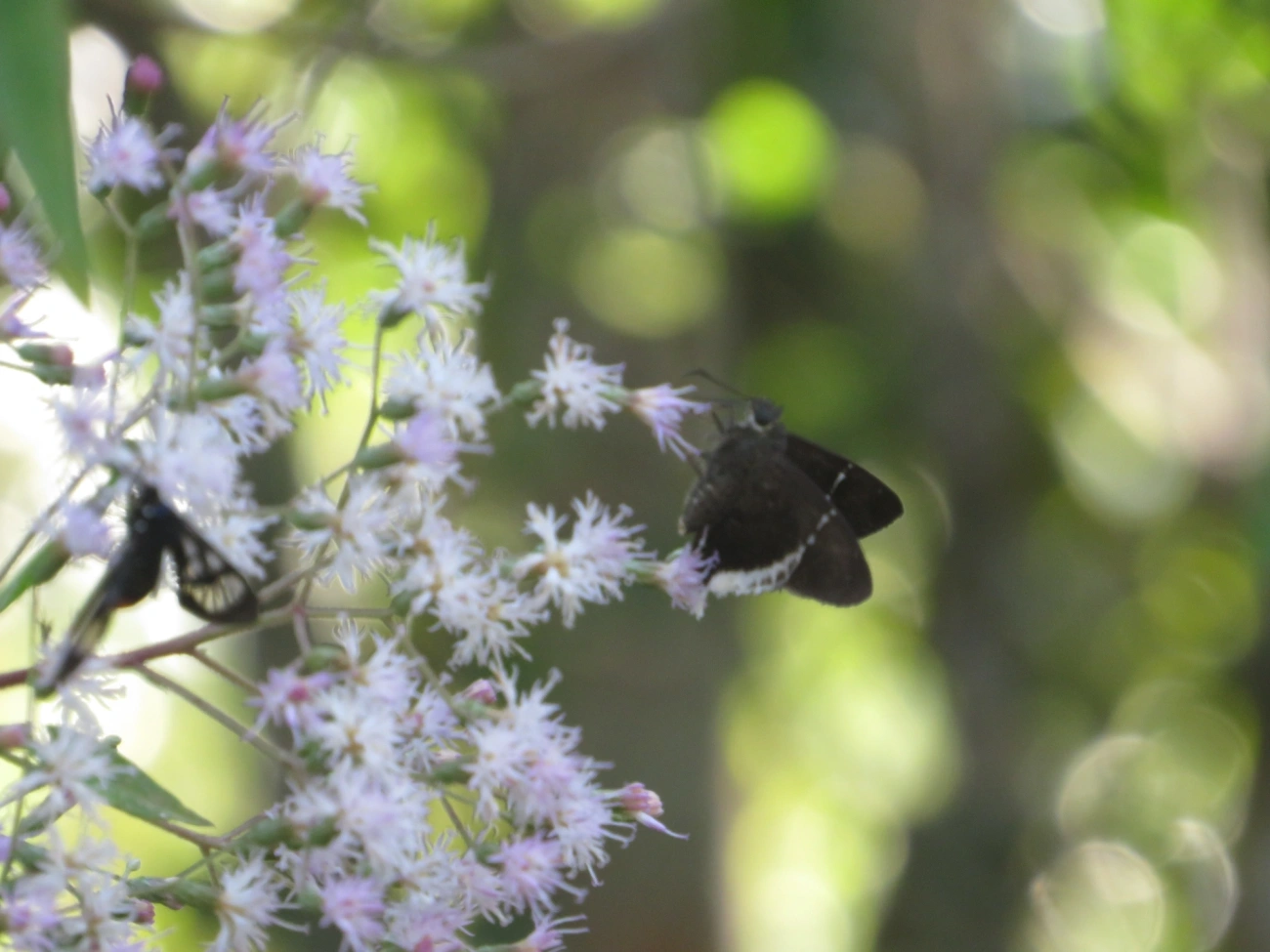 Eudaminae, insetos, fotografado em Maresias, São Sebastião
