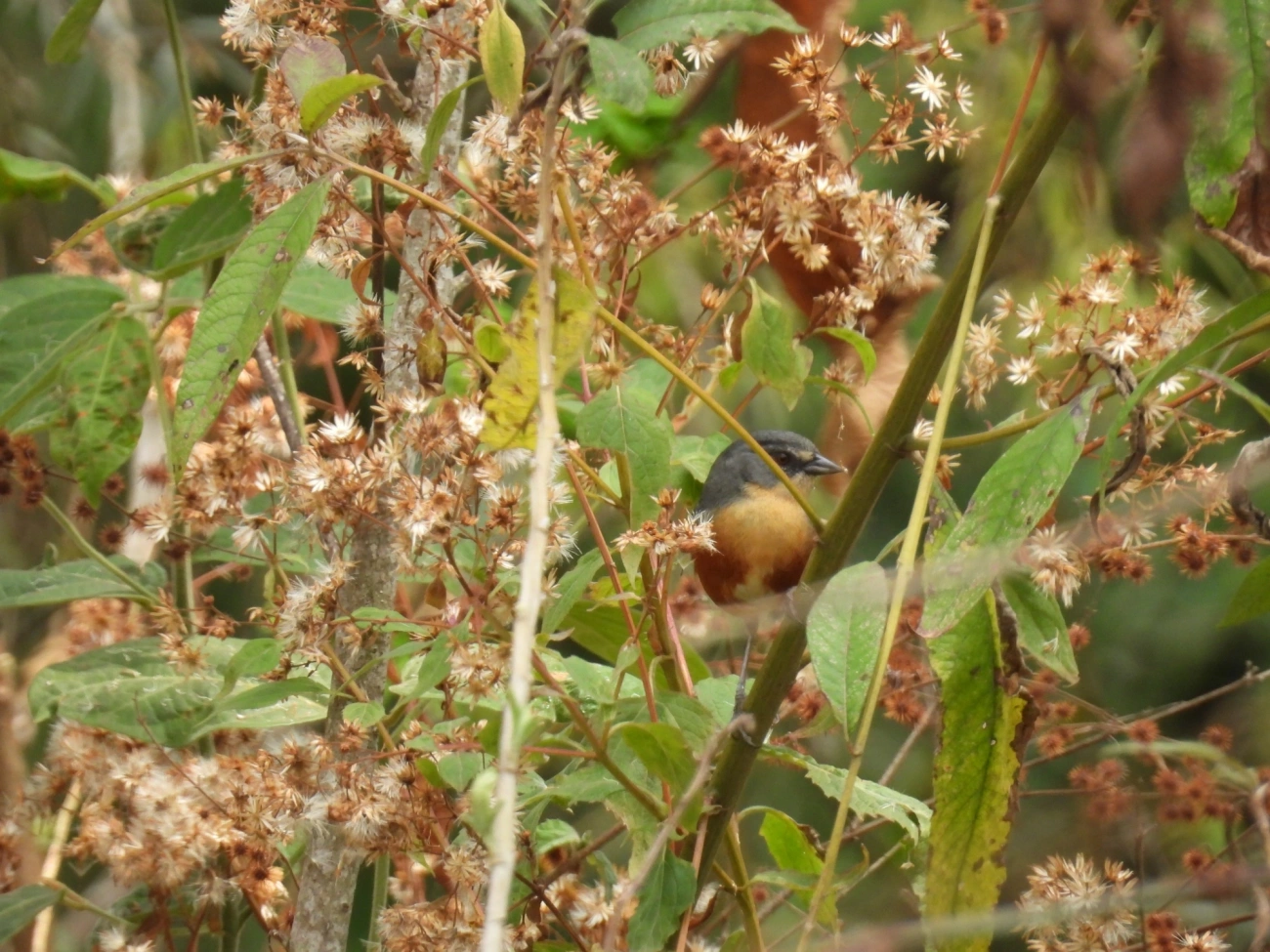 Quete-do-Sudeste (Microspingus lateralis), aves, fotografado em Itamonte