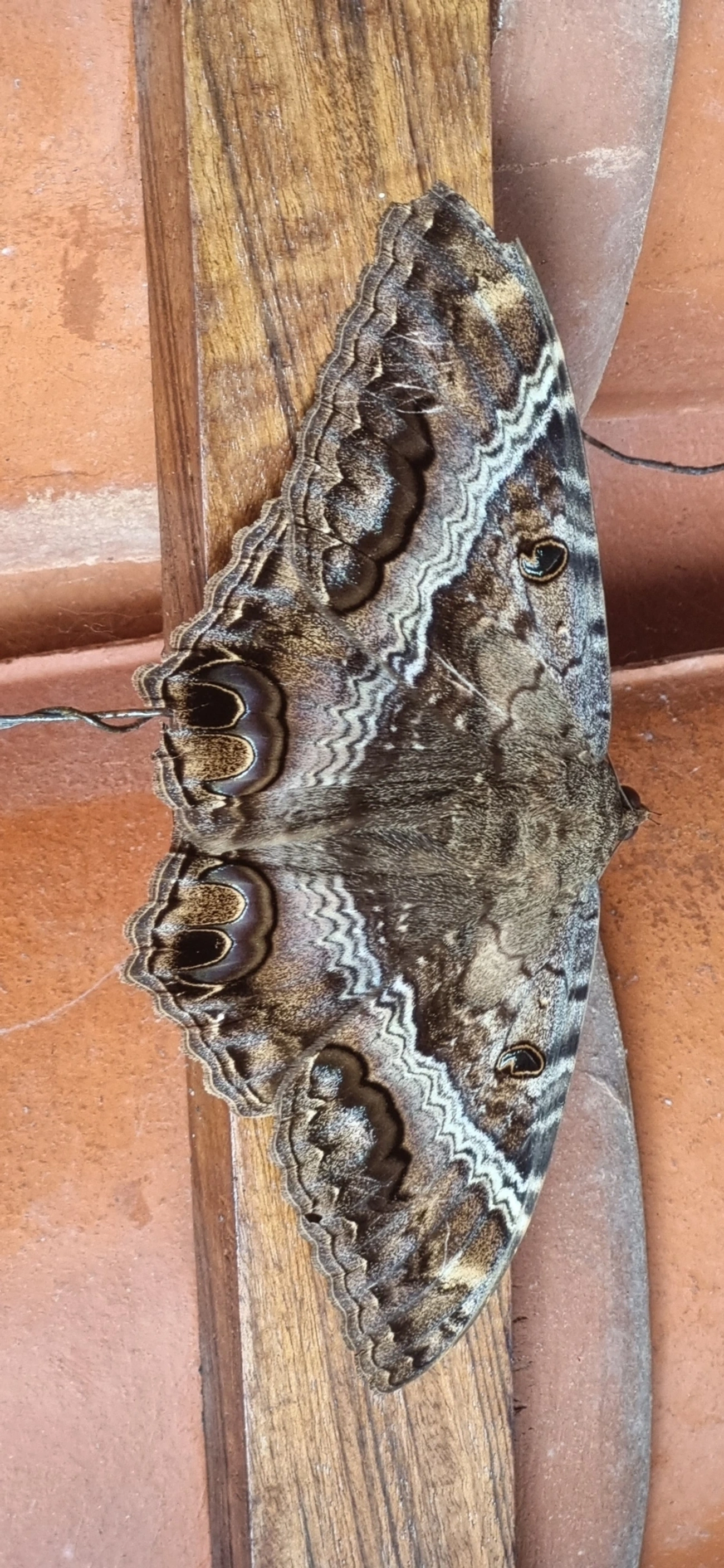 Bruxa-negra (Ascalapha odorata), insetos, fotografado em Frade, Ubatuba