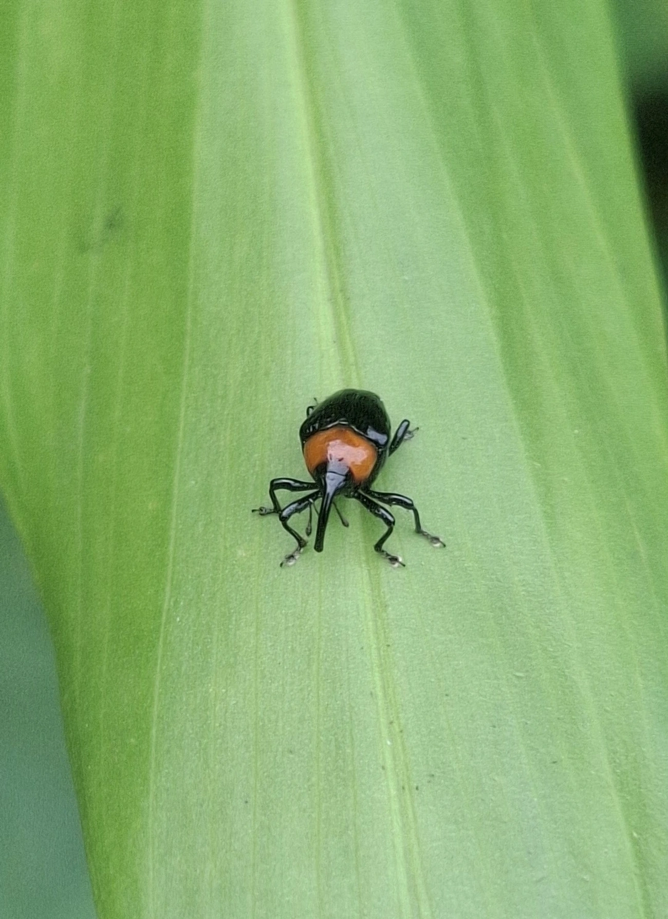 Xystus sanguinicollis, insetos, fotografado em Maresias, São Sebastião