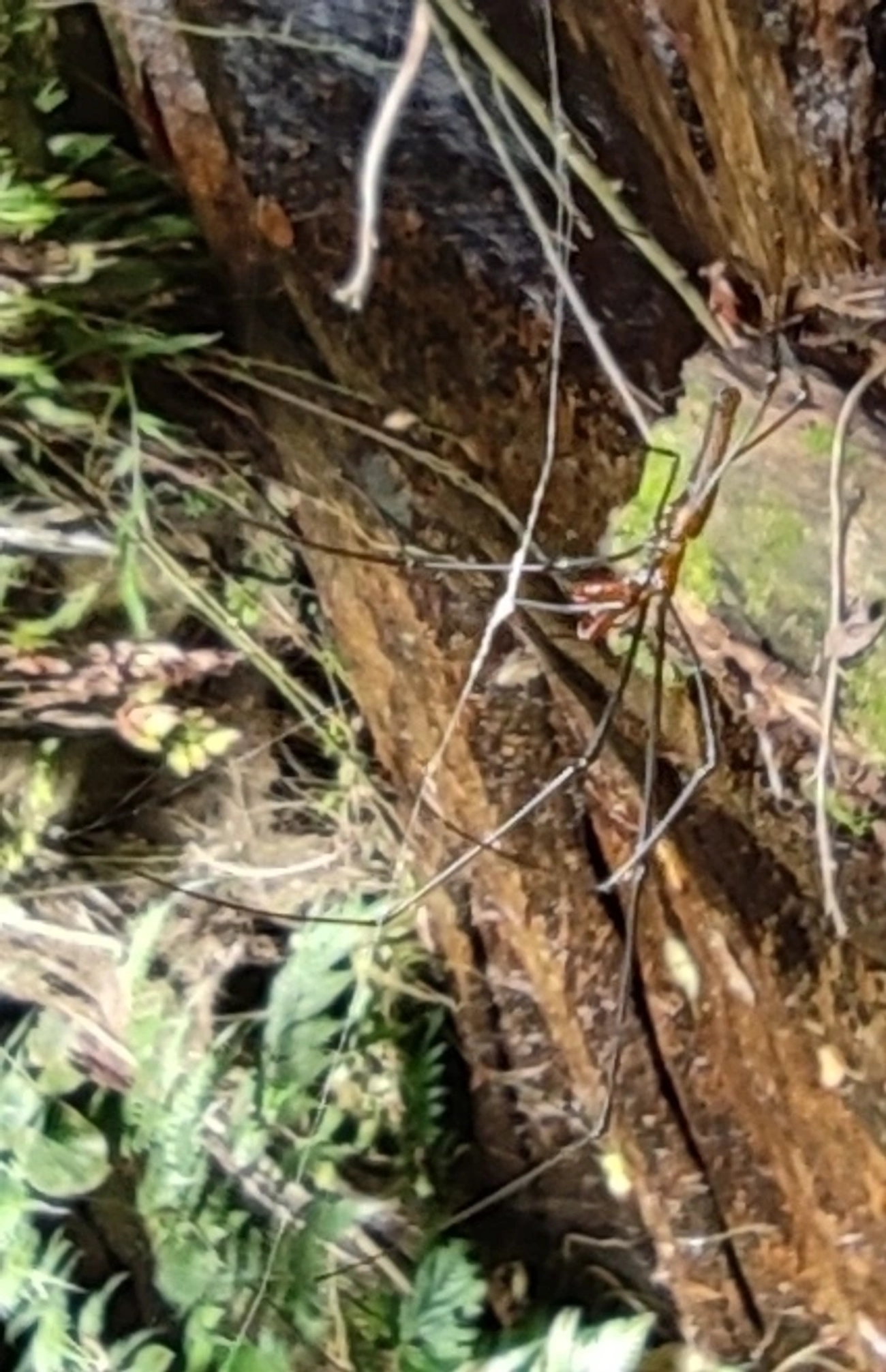 Aranhas-dos-Juncos (Tetragnatha), aracnídeos, fotografado em Maresias, São Sebastião
