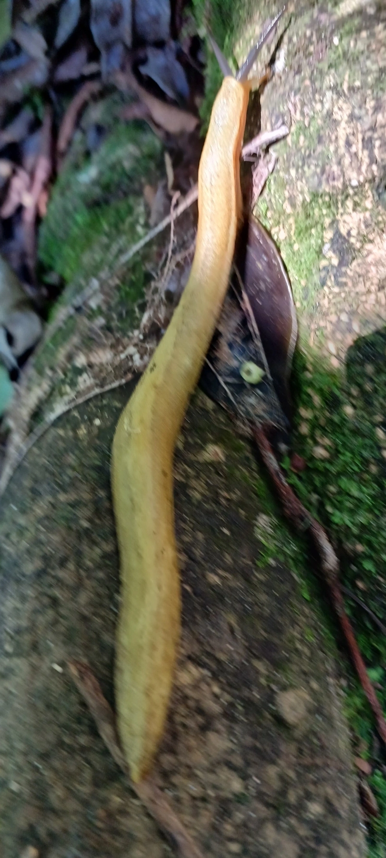 Vaginulus taunaisii, moluscos, fotografado em Maresias, São Sebastião