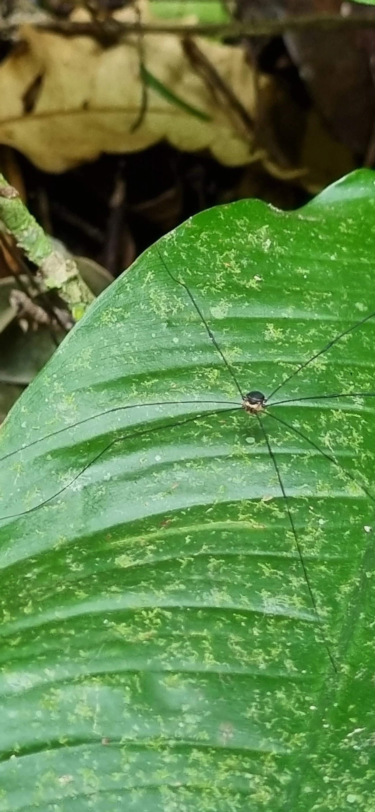 Gagrellinae, aracnídeos, fotografado em Paúba, São Sebastião