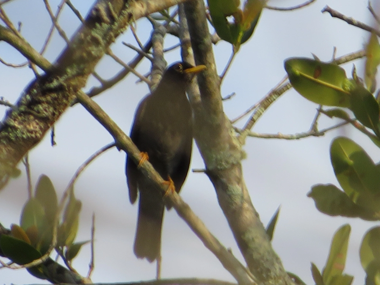 Sabiá-una (Turdus flavipes), aves, fotografado em Maresias, São Sebastião