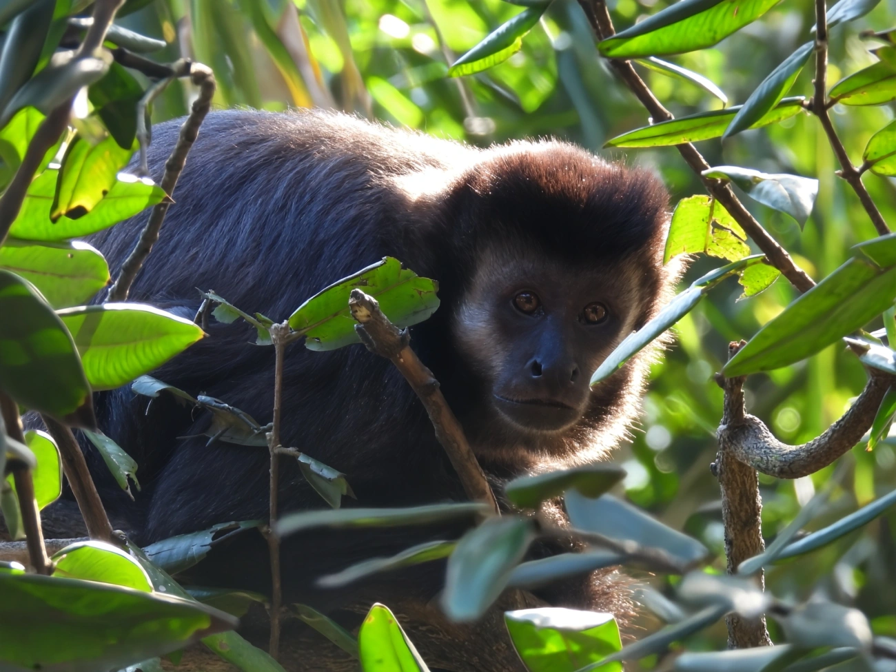 Macaco-prego-preto (Sapajus nigritus), mamíferos, fotografado em São Sebastião