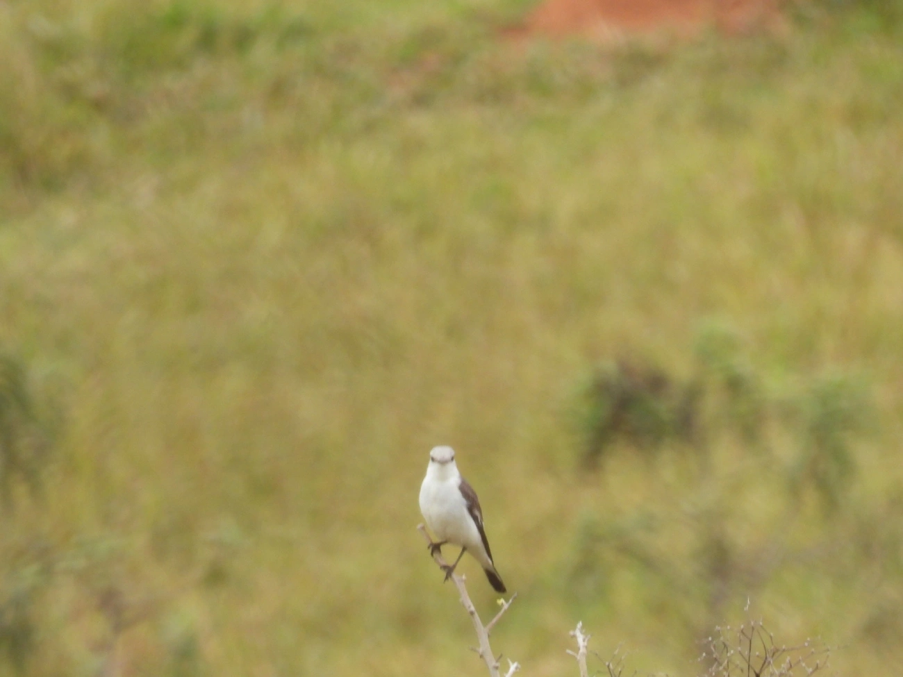 Noivinha-Branca (Xolmis velatus), aves, fotografado em Bragança Paulista