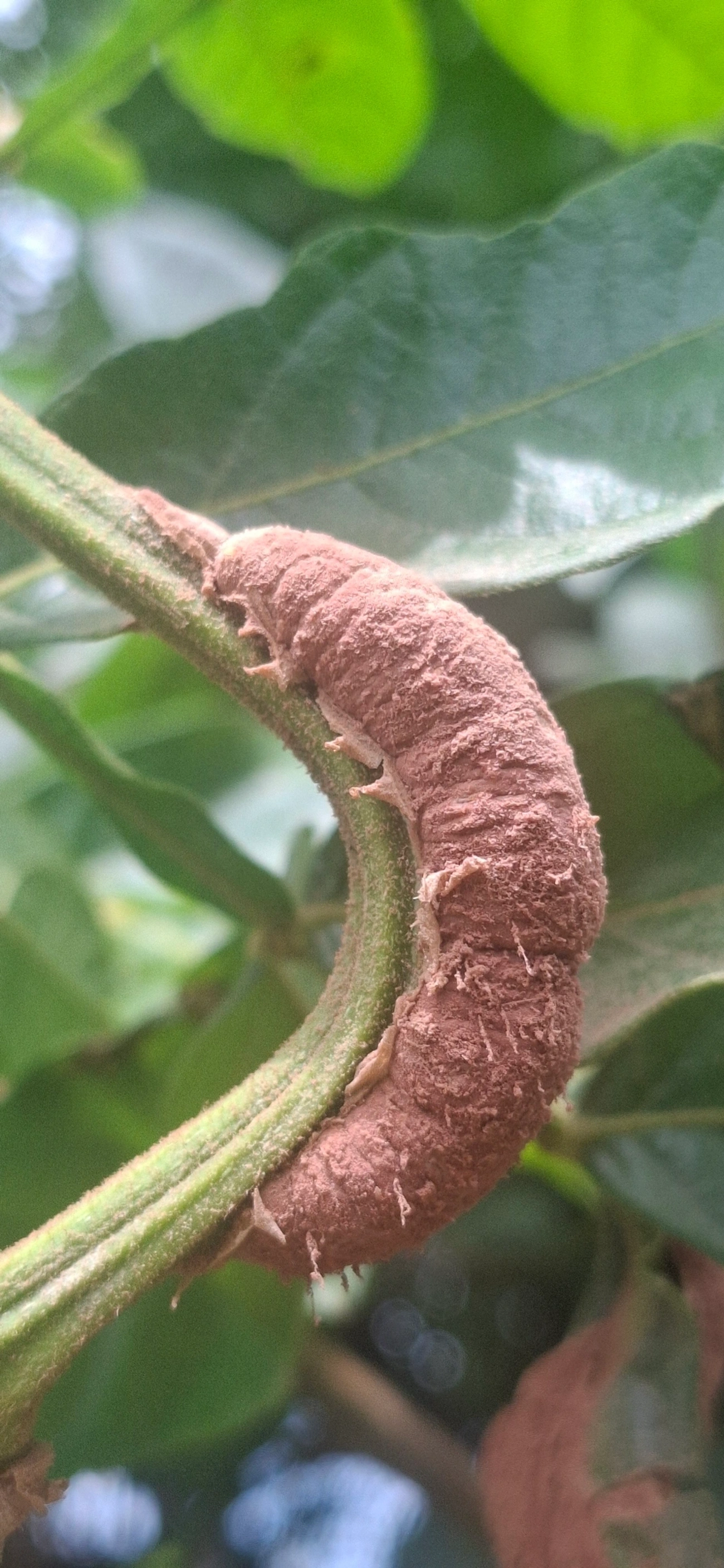 Marimbondos (Vespidae), insetos, fotografado em Maresias, São Sebastião
