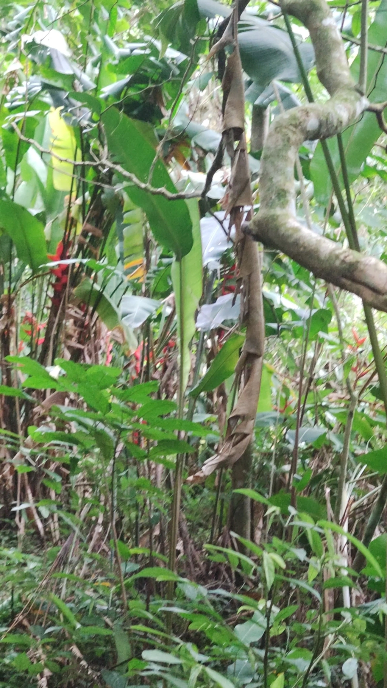 Beija-flor-do-mato (Ramphodon naevius), aves, fotografado em São Paulo