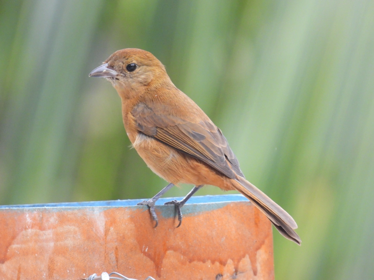 Tiê-galo (Loriotus cristatus), aves, fotografado em Maresias, São Sebastião