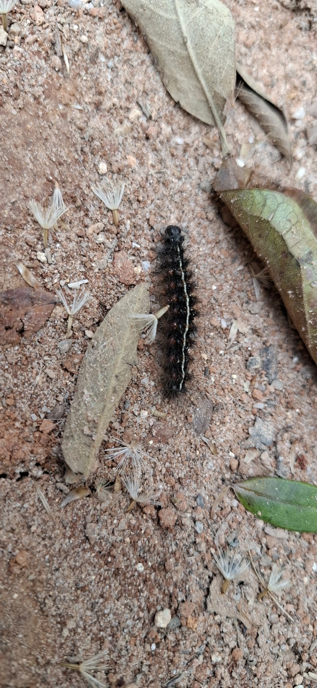 Arctiini, insetos, fotografado em Itamonte