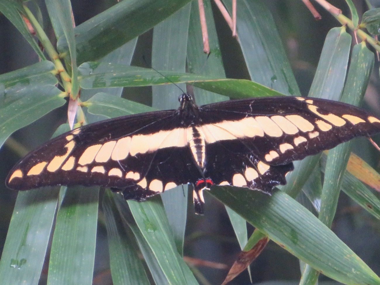 Borboleta-caixão-de-defunto (Heraclides thoas), insetos, fotografado em Maresias, São Sebastião