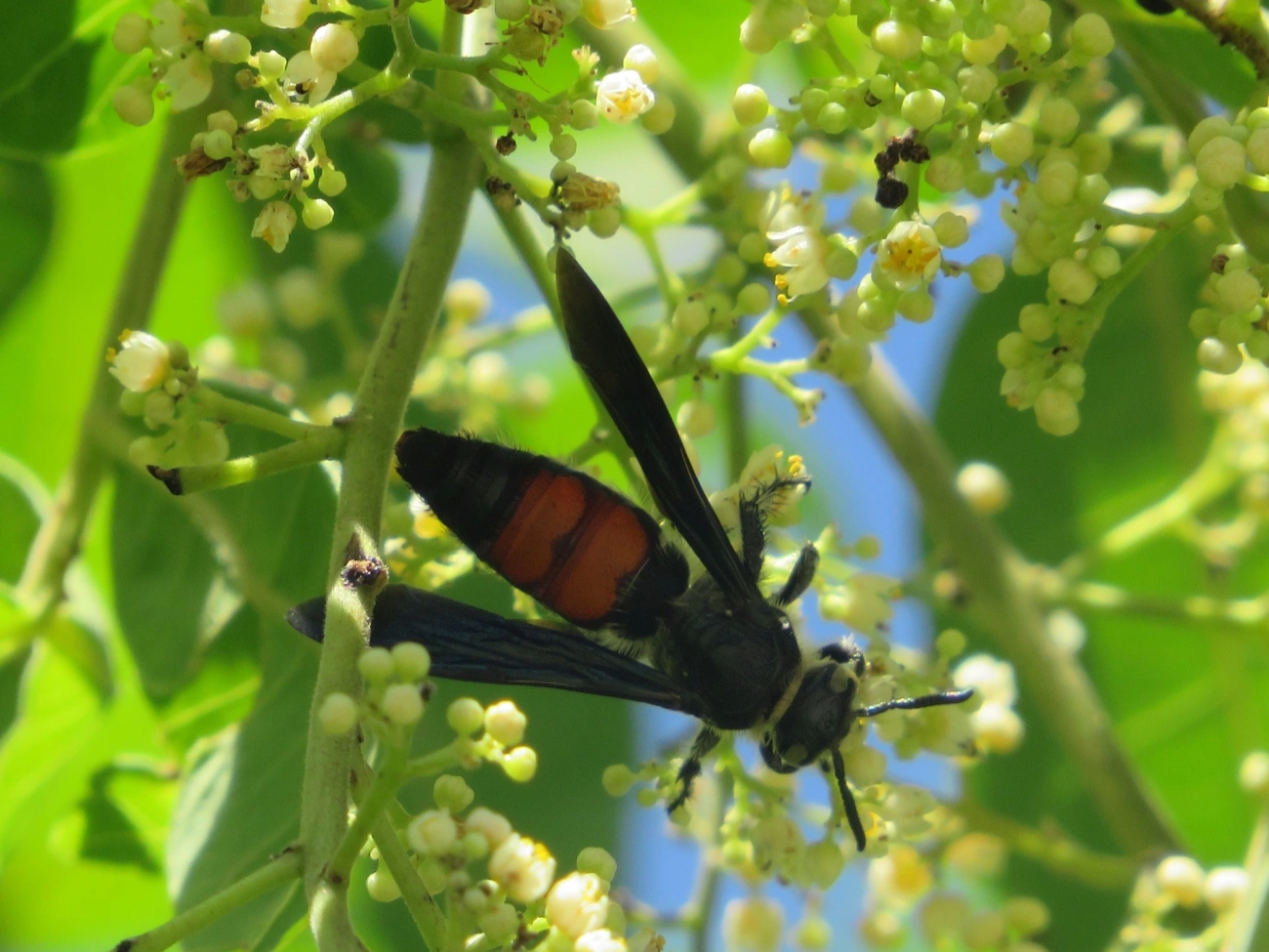 Vespa-escólida caribenha (Dielis dorsata), insetos, fotografado em Maresias, São Sebastião