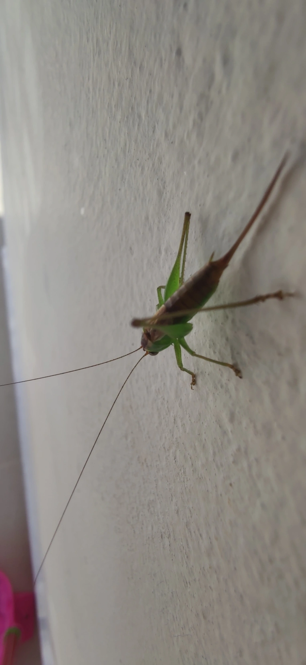 Conocephalus, insetos, fotografado em Maresias, São Sebastião