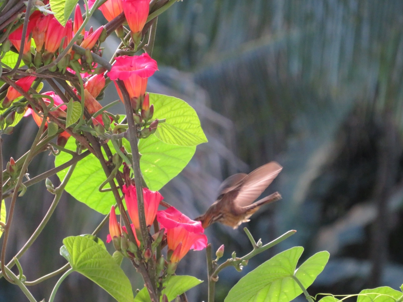 Beija-flor-do-mato (Ramphodon naevius), aves, fotografado em São Sebastião