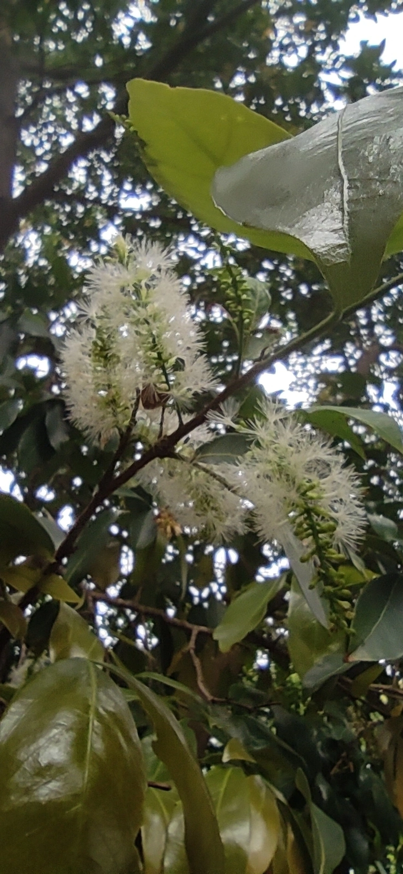 Ingá-feijão (Inga marginata), plantas, fotografado em Vila Antonina, São Paulo