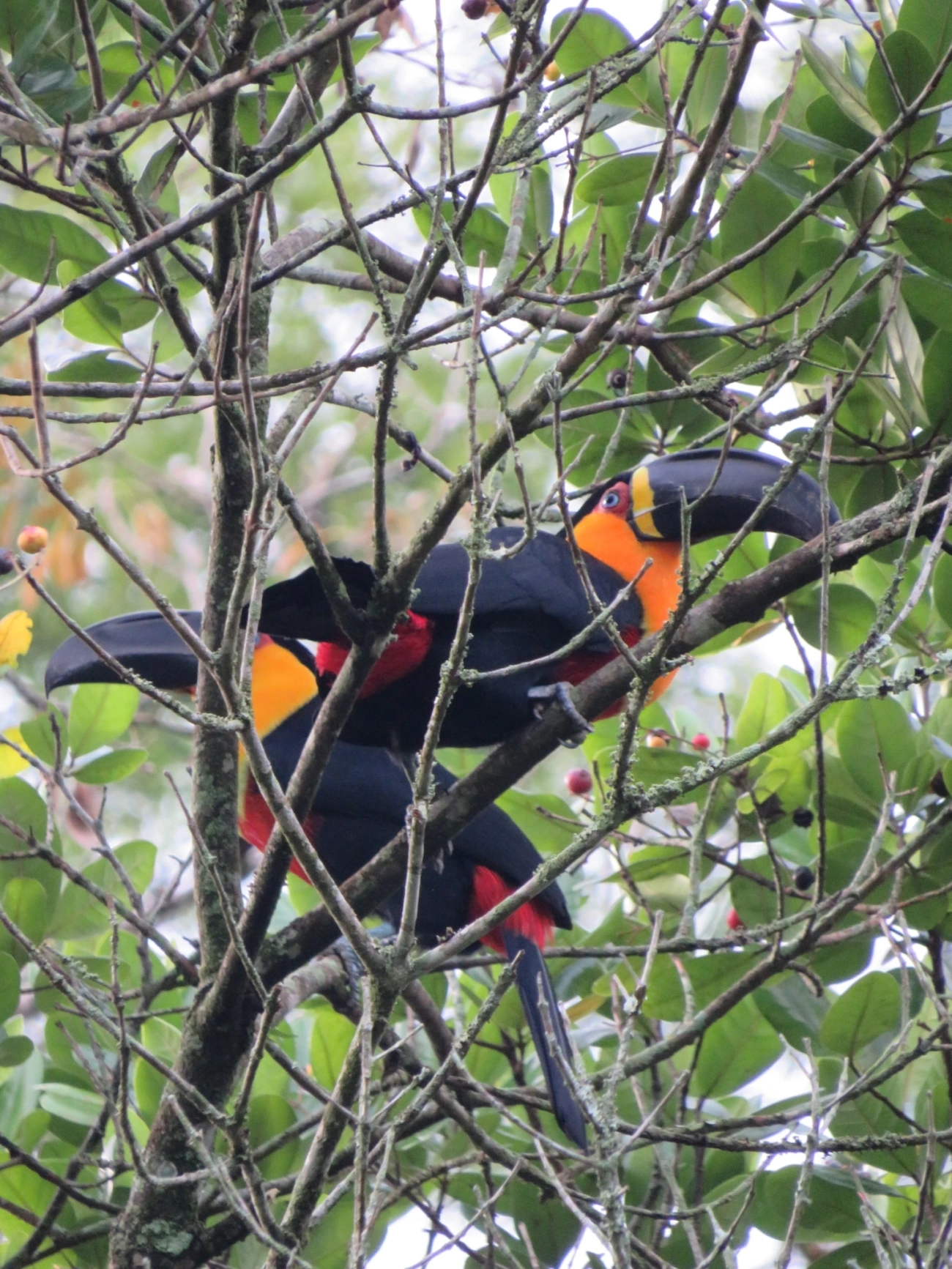 Tucano-de-ariel (Ramphastos vitellinus), aves, fotografado em Maresias, São Sebastião