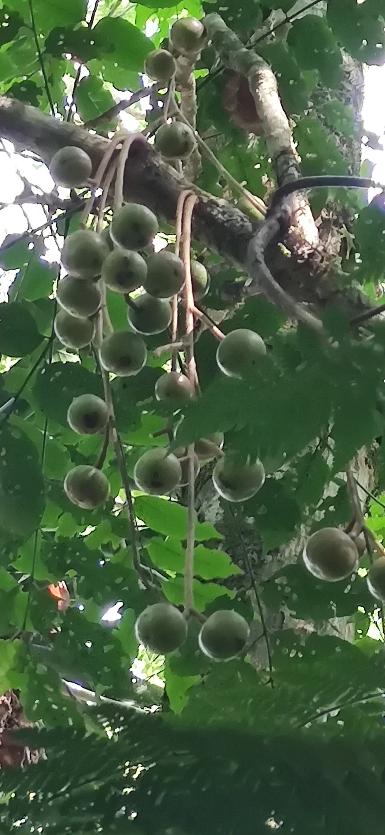 Lecythidaceae, plantas, fotografado em Prais do Saco, São Sebastião