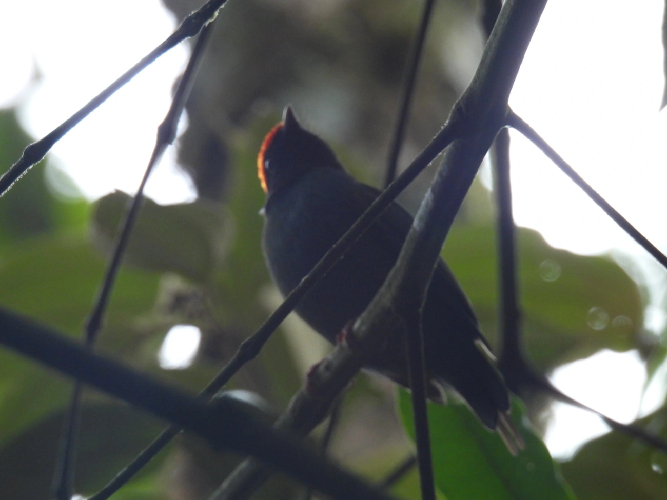Tangará-dançarino (Chiroxiphia caudata), aves, fotografado em Serrinha do Alambari