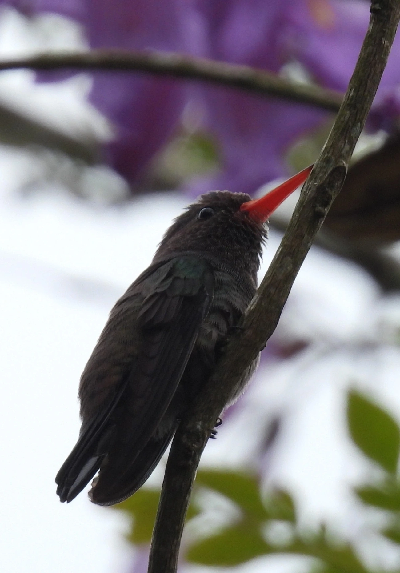 Beija-flor-roxo (Chlorestes cyanus), aves, fotografado em São Sebastião