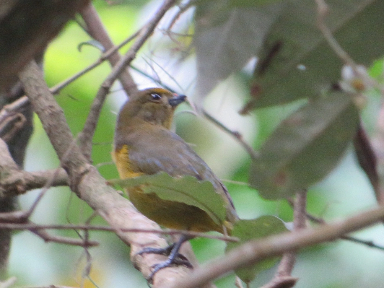 Gaturamo-verdadeiro (Euphonia violacea), aves, fotografado em Paúba, São Sebastião