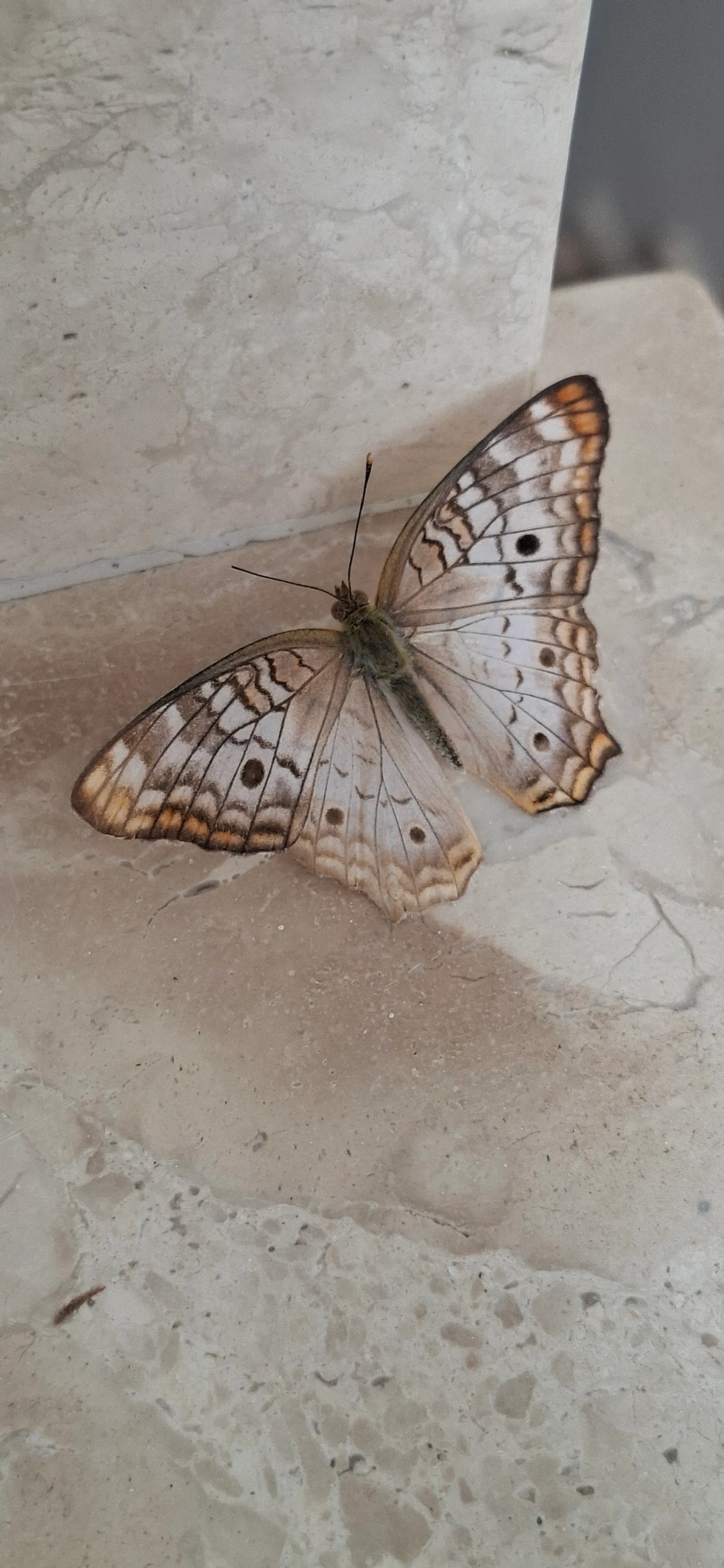 Borboleta-pavão-branco (Anartia jatrophae), insetos, fotografado em Maresias, São Sebastião