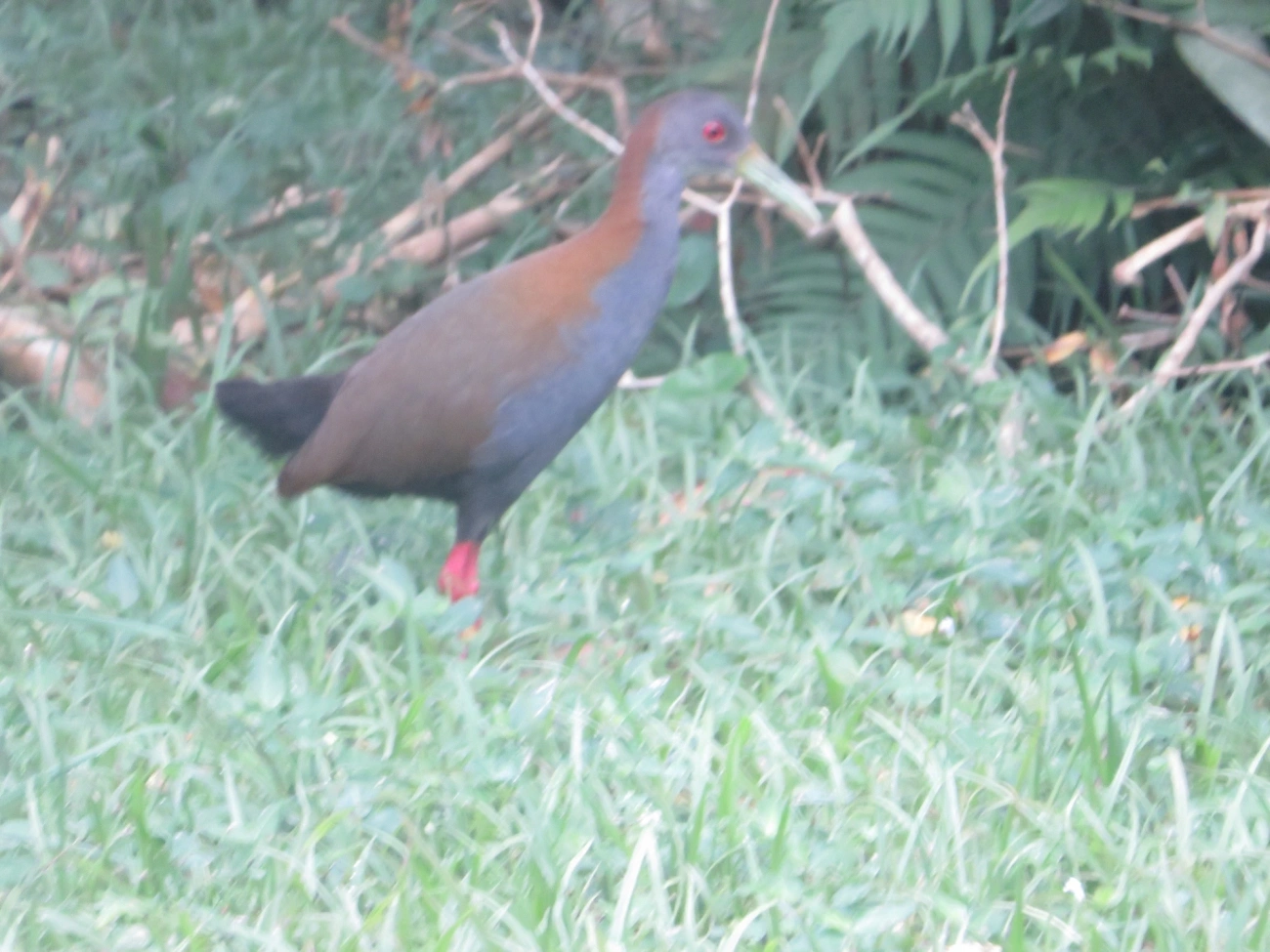 Saracura-do-mato (Aramides saracura), aves, fotografado em Maresias, São Sebastião