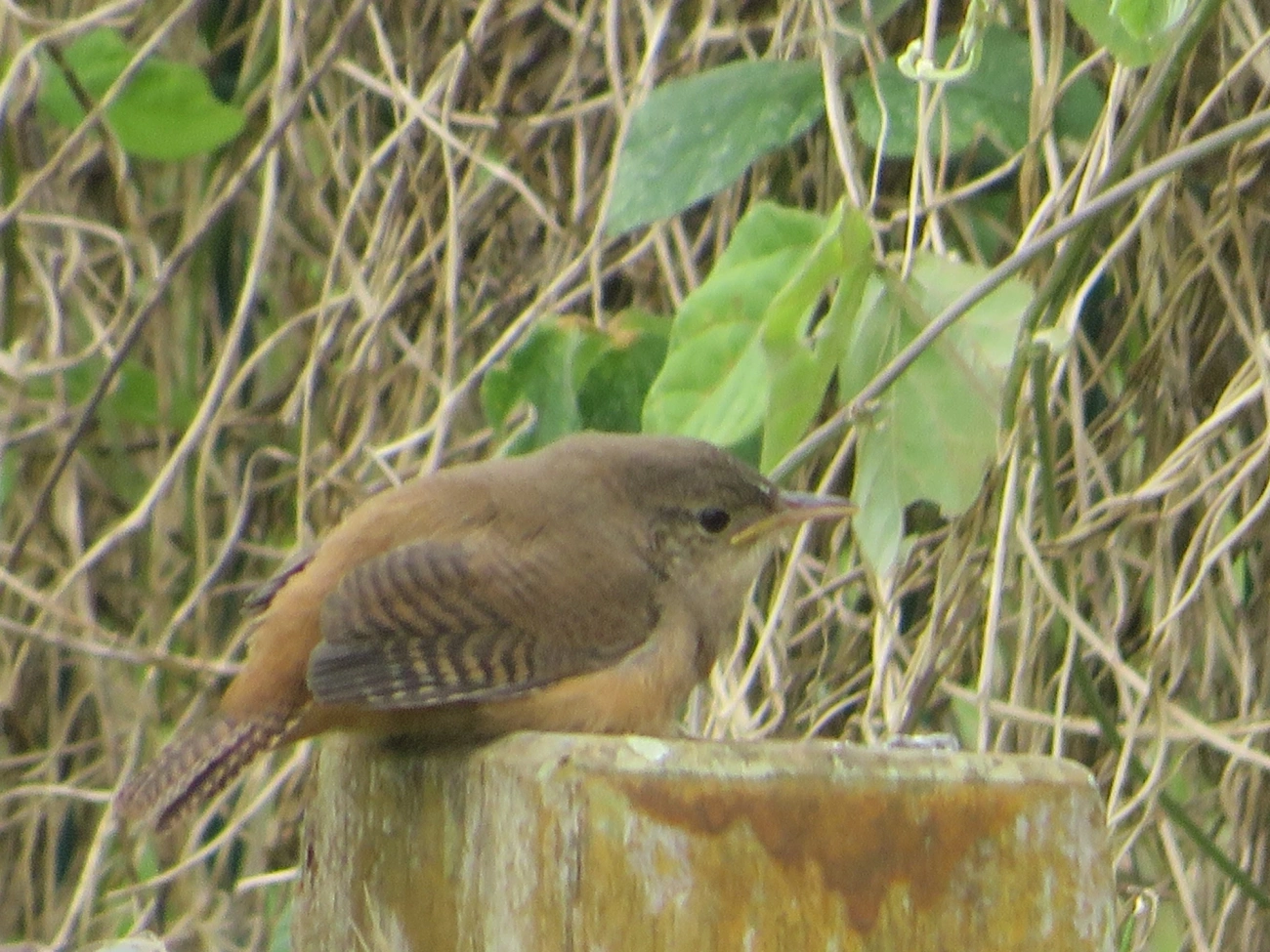 Corruíra (Troglodytes musculus), aves, fotografado em Maresias, São Sebastião