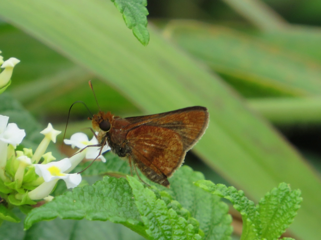 Hesperiinae, insetos, fotografado em Maresias, São Sebastião