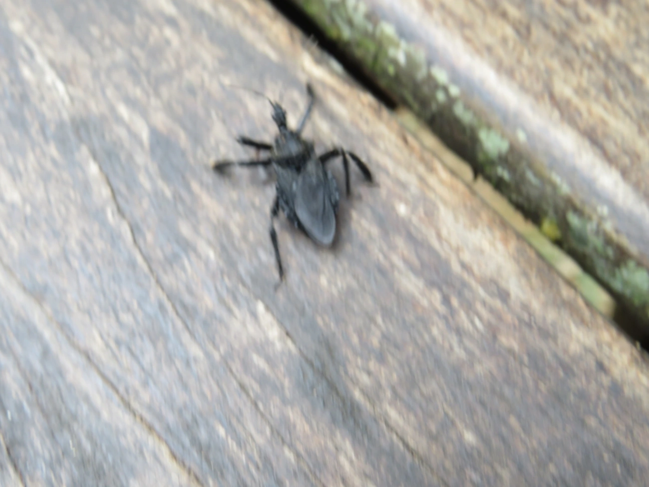 Apiomerus, insetos, fotografado em Indaiá, Caraguatatuba